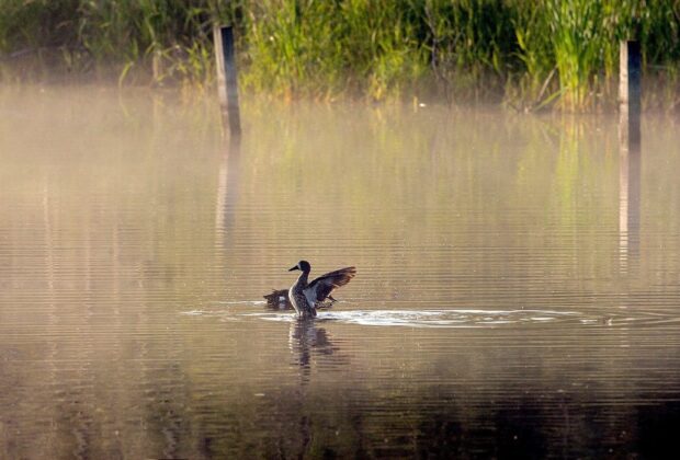 Helping nature with photography