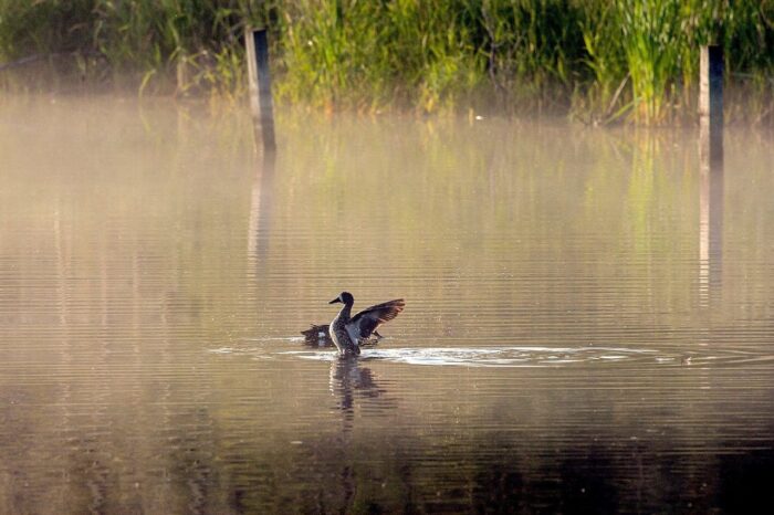 From DUC’s Giving Tuesday Now campaign: a blue-winged teal stretches its wings on a foggy wetland. 