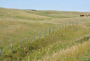 Voices unite to protect Alberta’s grasslands