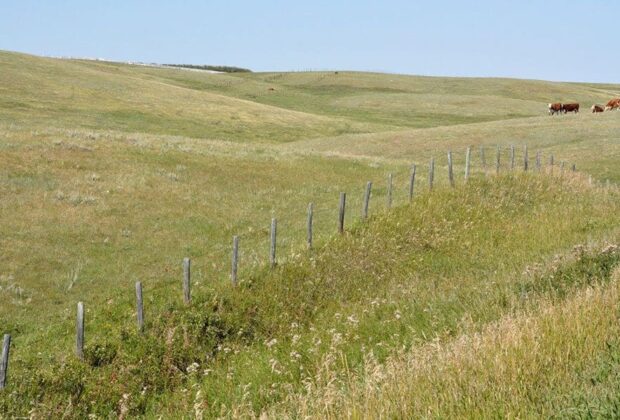 Voices unite to protect Alberta’s grasslands