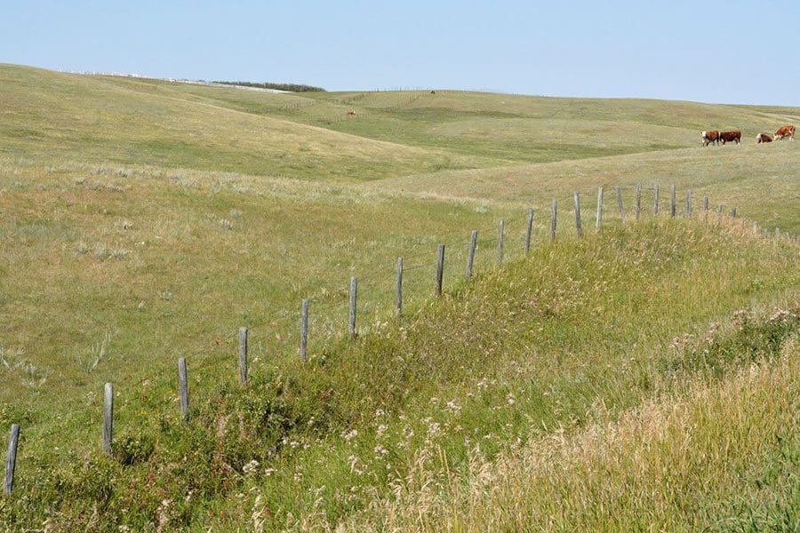 Voices unite to protect Alberta’s grasslands — Ducks Unlimited Canada