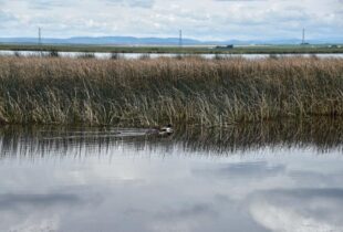 Plans to re-open Frank Lake, Clifford E. Lee to public underway
