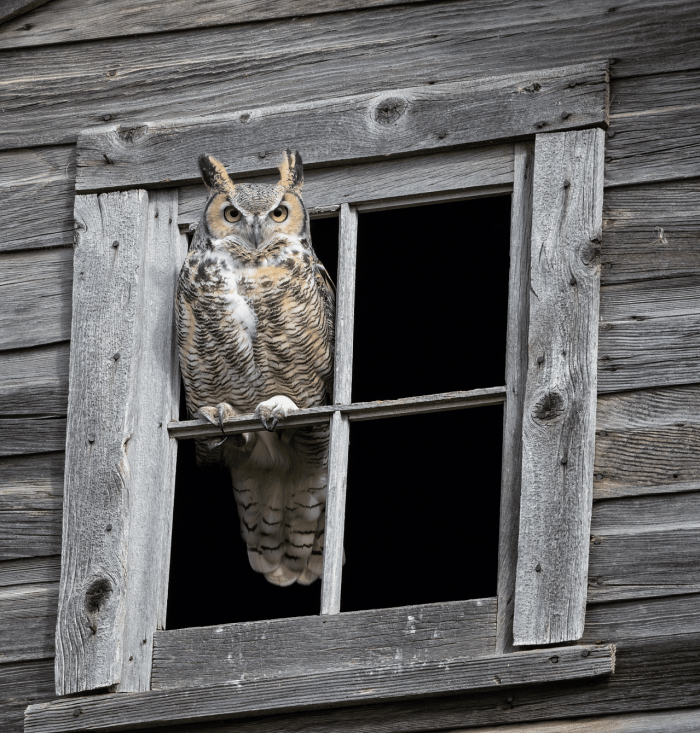 “There’s this place just outside of Blucher where we see both great horned owls in the summer and fall and snowy owls in the spring. It is the best place for wildlife.” 