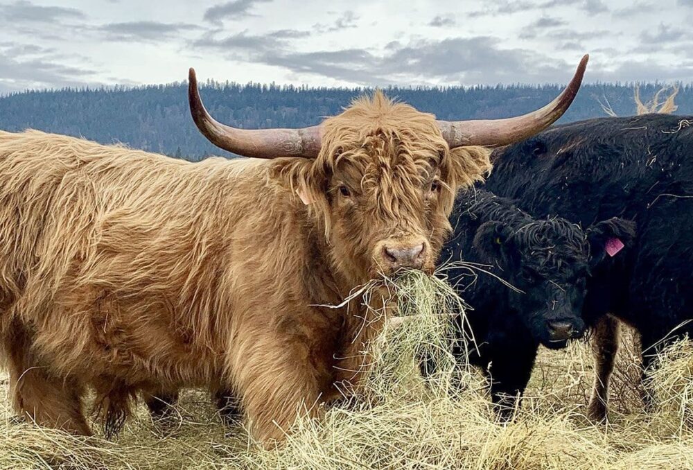 Hanceville Cattle Company partners with DUC as Highland cattle roam the rugged terrain of the Chilcotin.