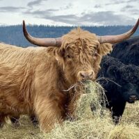 Where cattle and ducks find a home on the range