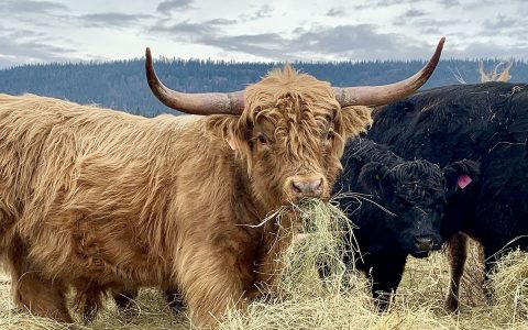 Where cattle and ducks find a home on the range