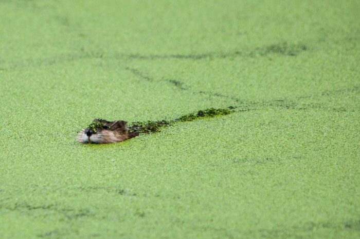 From DUC’s Giving Tuesday Now campaign: a muskrat swims through marsh vegetation. 