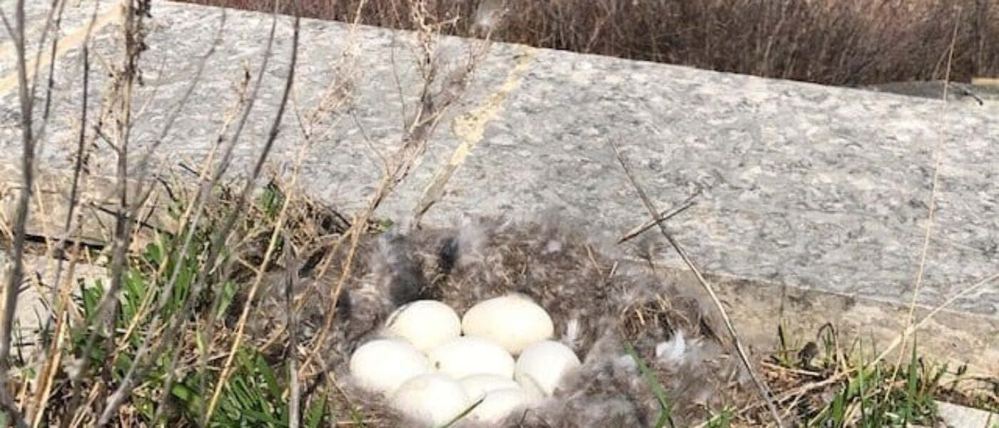 The goose nest is made of dried grasses, and lined with body feathers and down.