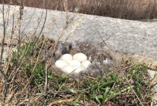 Oak Hammock Marsh nest cam gives intimate look at Canada goose and her nest
