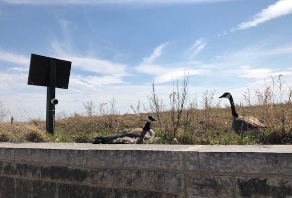 This Canada goose pair decided to build their nest on the award-winning green roof of DUC's national offices and site of the Oak Hammock Marsh Interpretive Centre. The male gander will stand watch over his mate while she incubates her clutch of eight eggs.