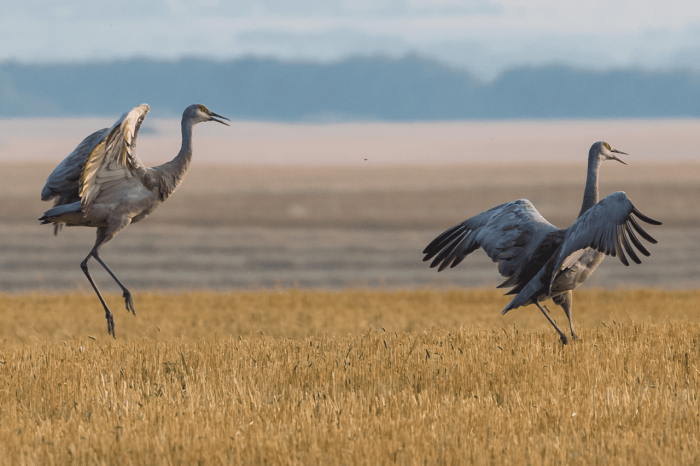 “There are places I go in the fall to see the cranes. They come up off the river in the morning and feed on the fields. I could watch cranes dance for hours on end.”