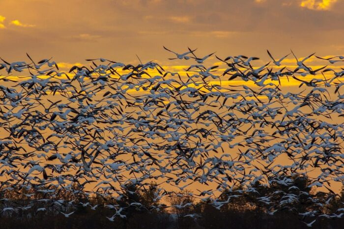 “When the snow geese rise off the fields, it is like a solid wall of birds,” says Leigh. “I have been to a lot of places, and I tell everybody: you may think that you have pretty sunsets and sunrises, but I will match the ones that we have in the prairies against anyone’s in the world.”