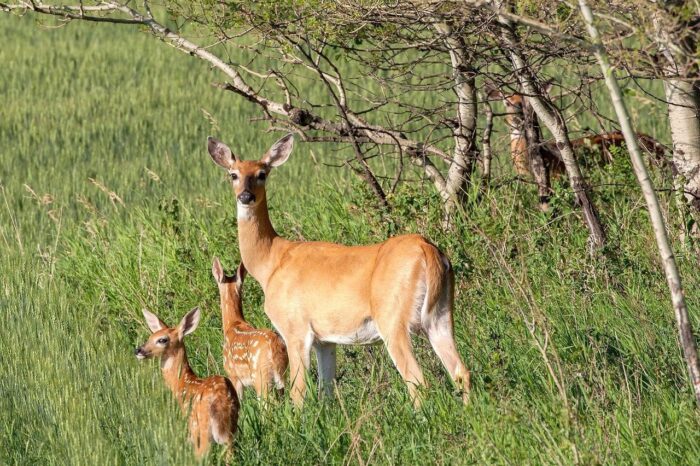 From DUC’s Giving Tuesday Now campaign: a whitetail doe with two fawns in a Saskatchewan field.