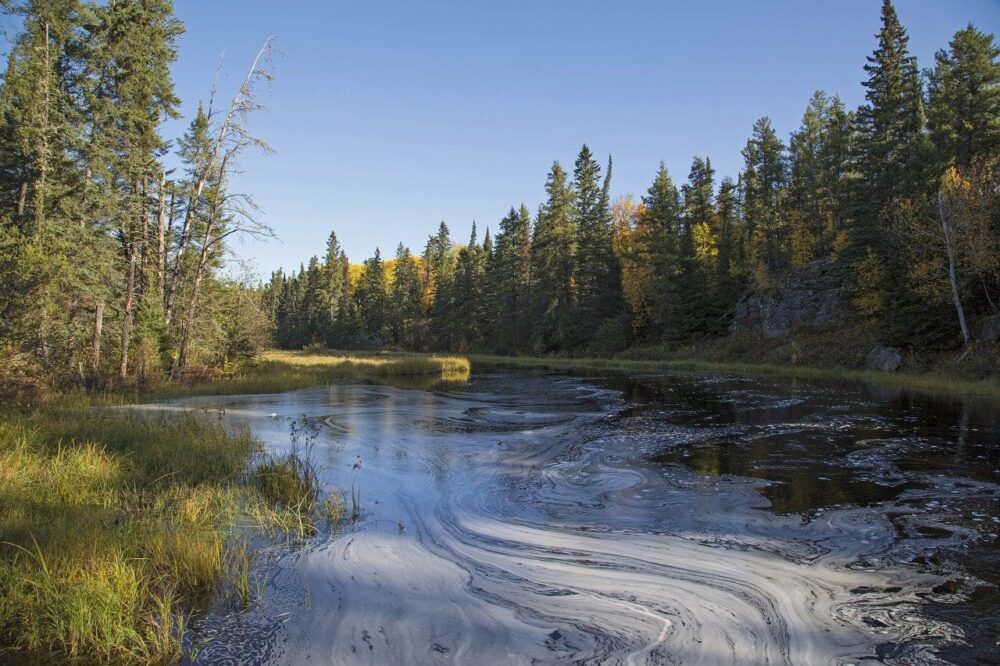 Boreal forest wetland.