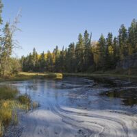 Boreal Forest