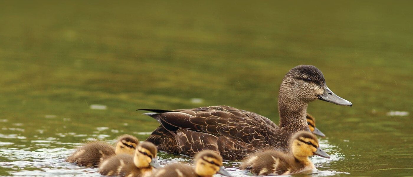 Hen with brood