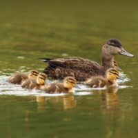 North American Waterfowl Management Plan