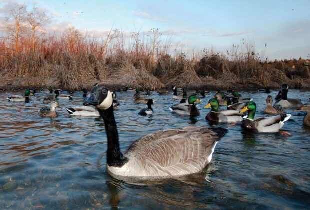 Canada geese are waterfowl too!