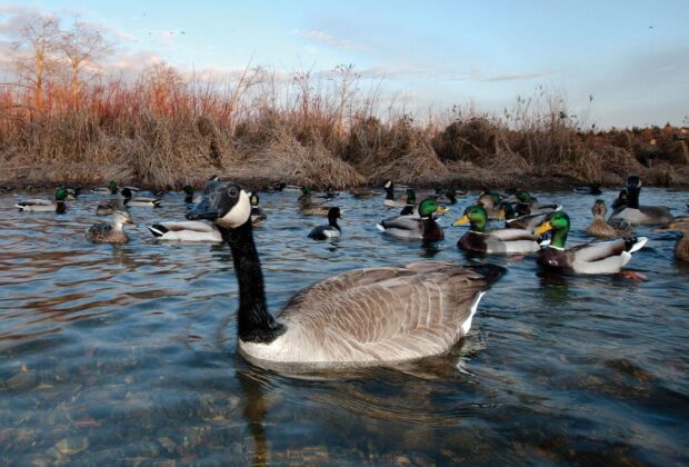 Canada goose