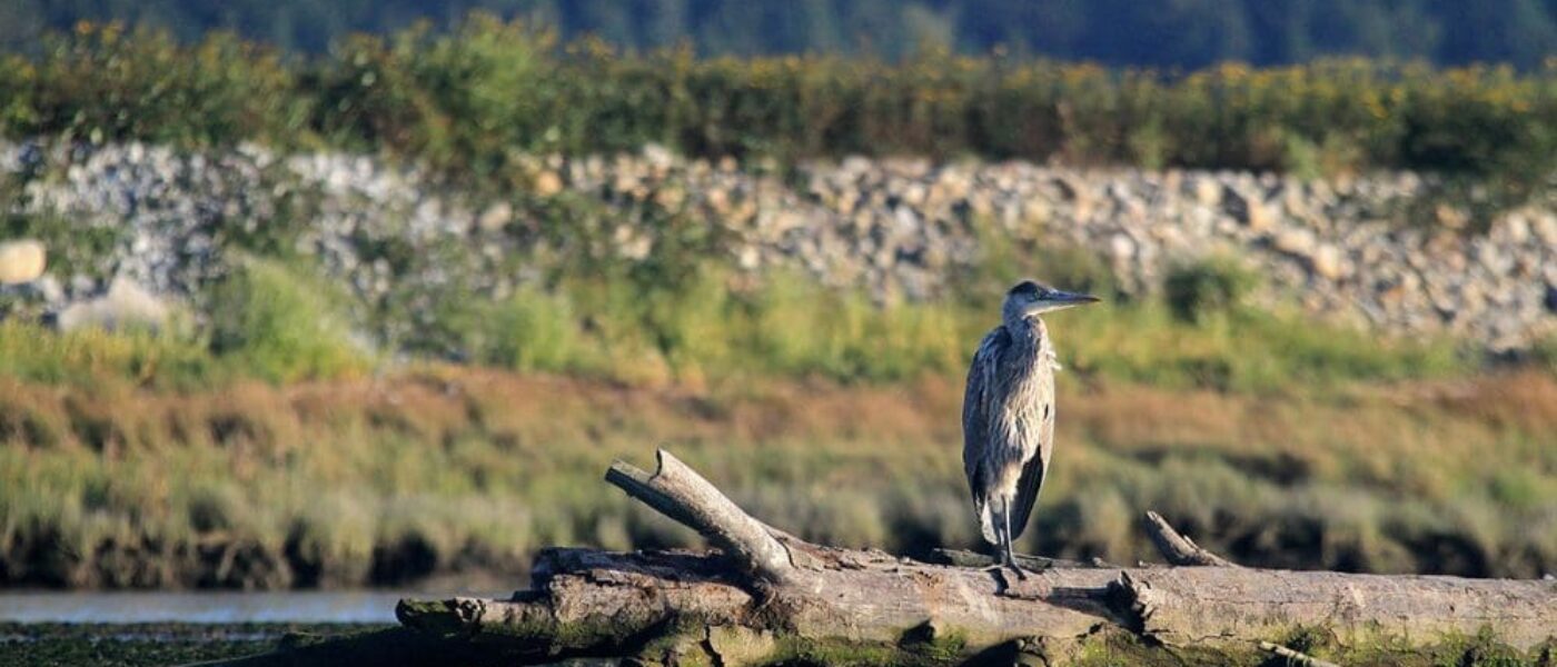 Great blue heron in a B.C. wetland.