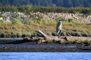 Great blue heron in B.C.