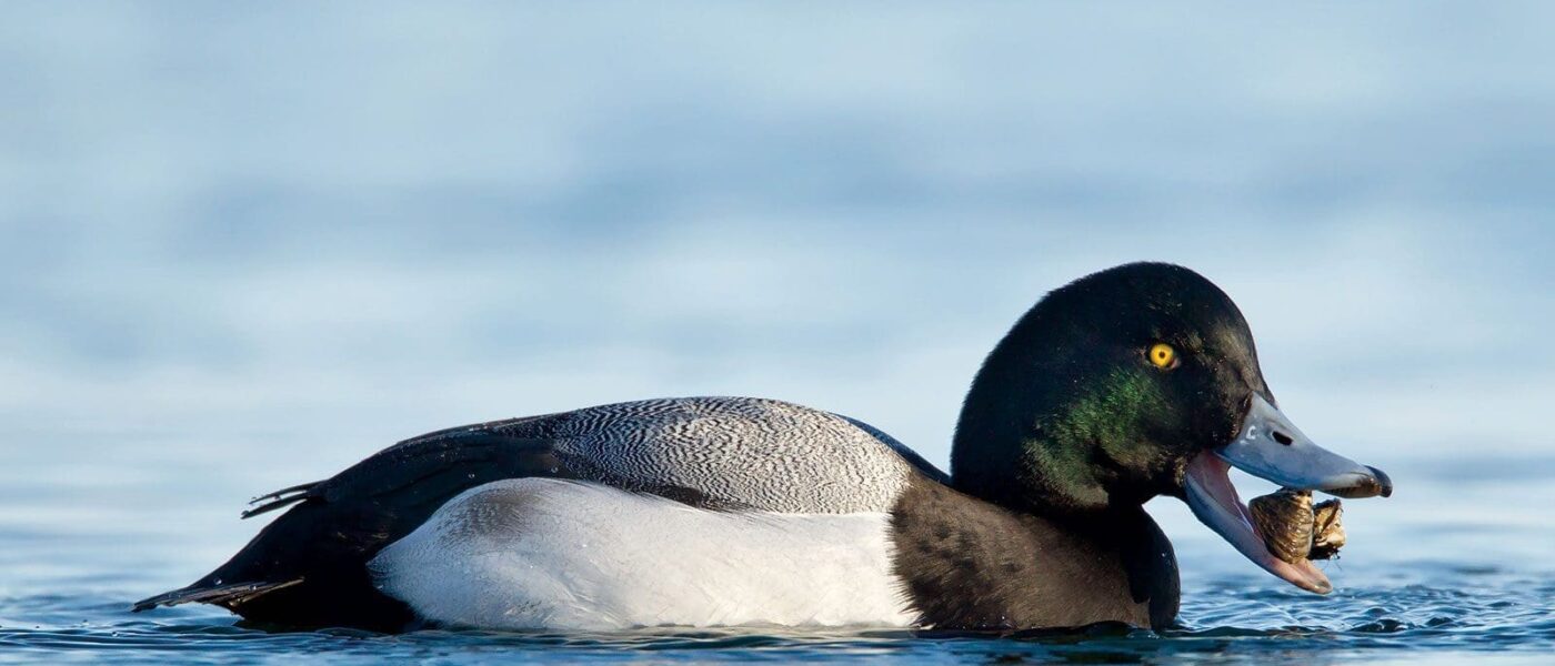 Scaup