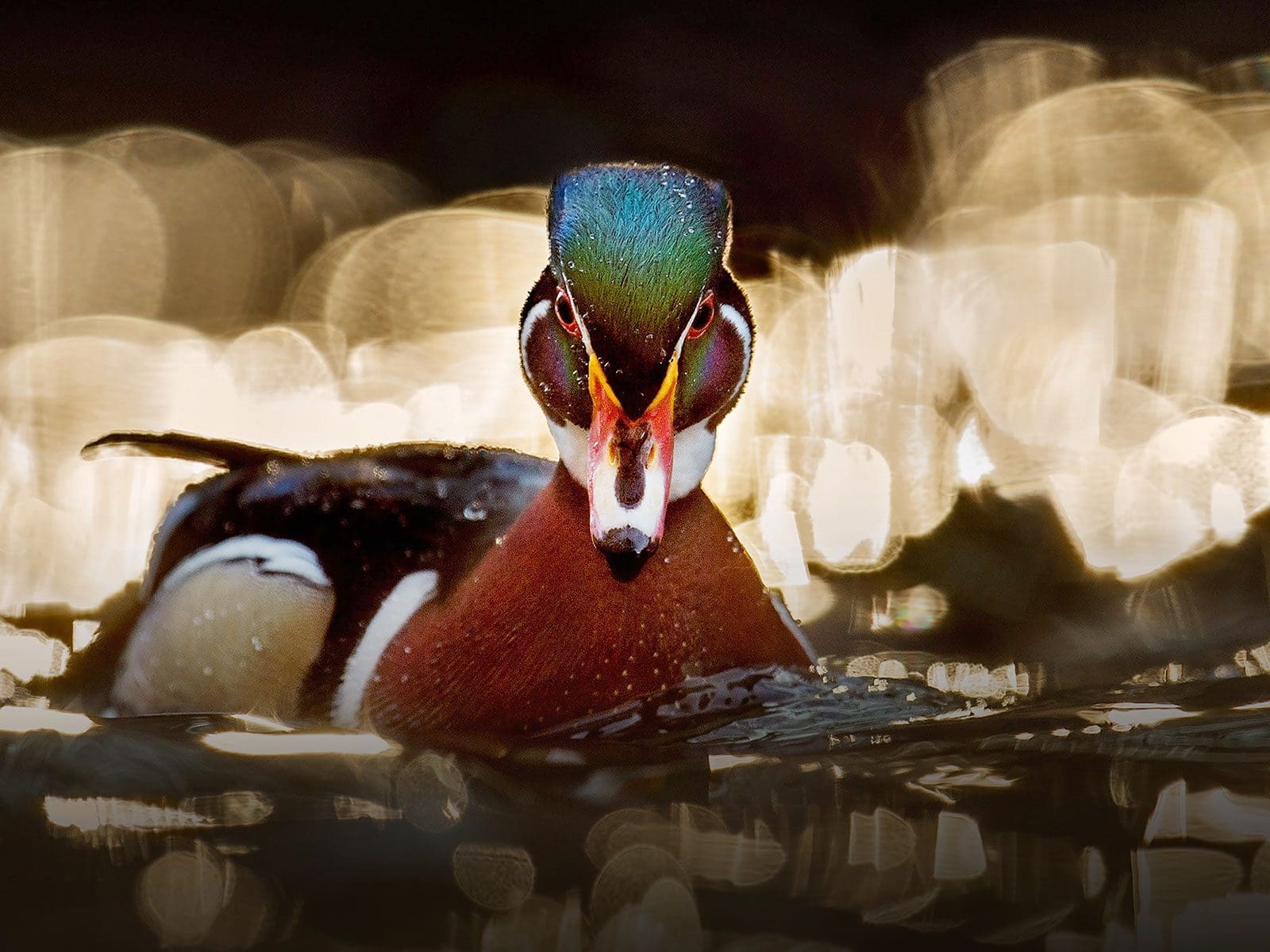 Waterfowl At Your Service How Ducks And Geese Help Our Environment