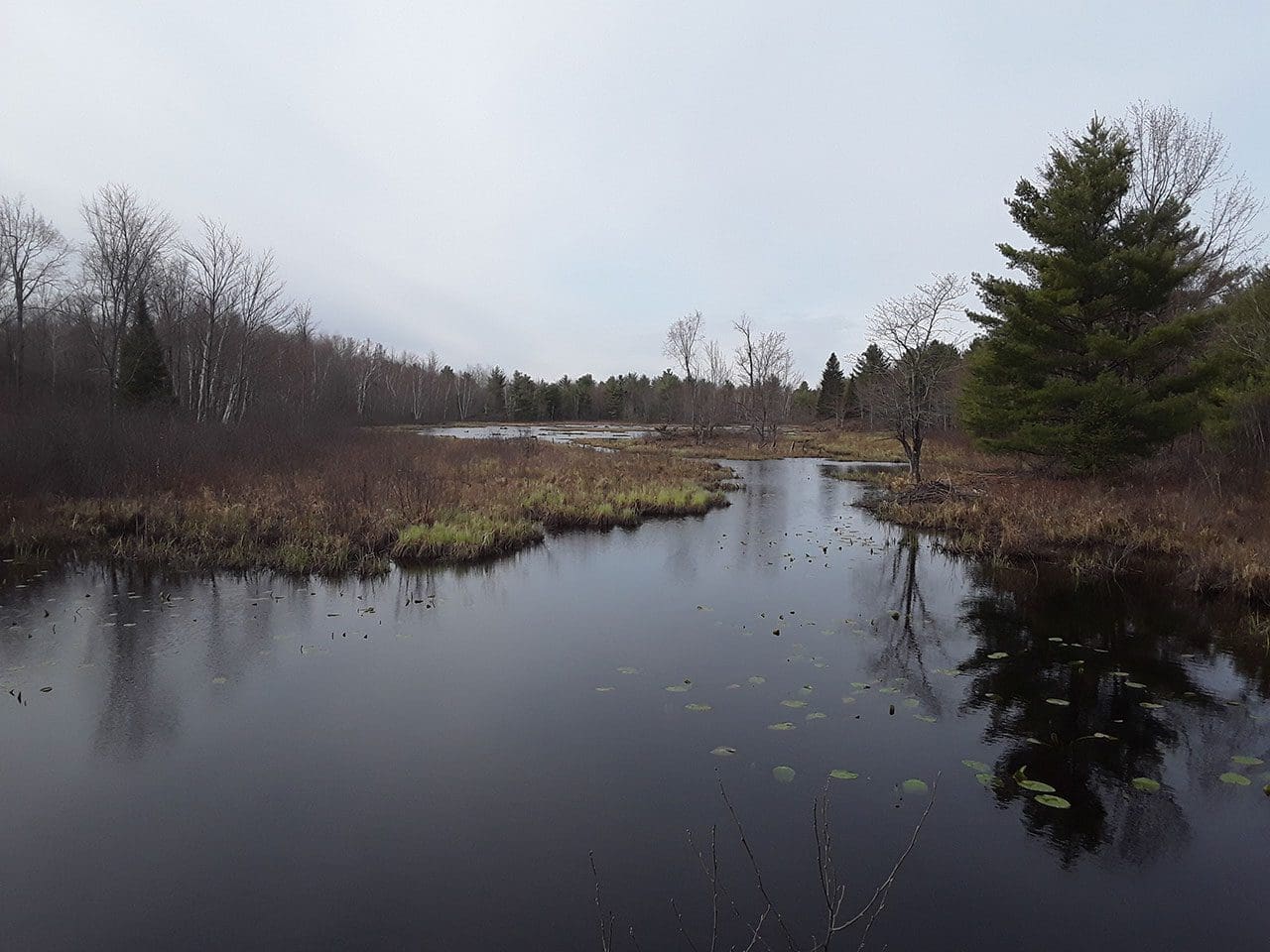 Eastern Ontario Wetland Project, spring 2020