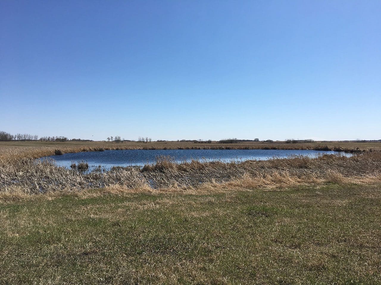 Shoal Lake Wetland Habitat, spring 2020