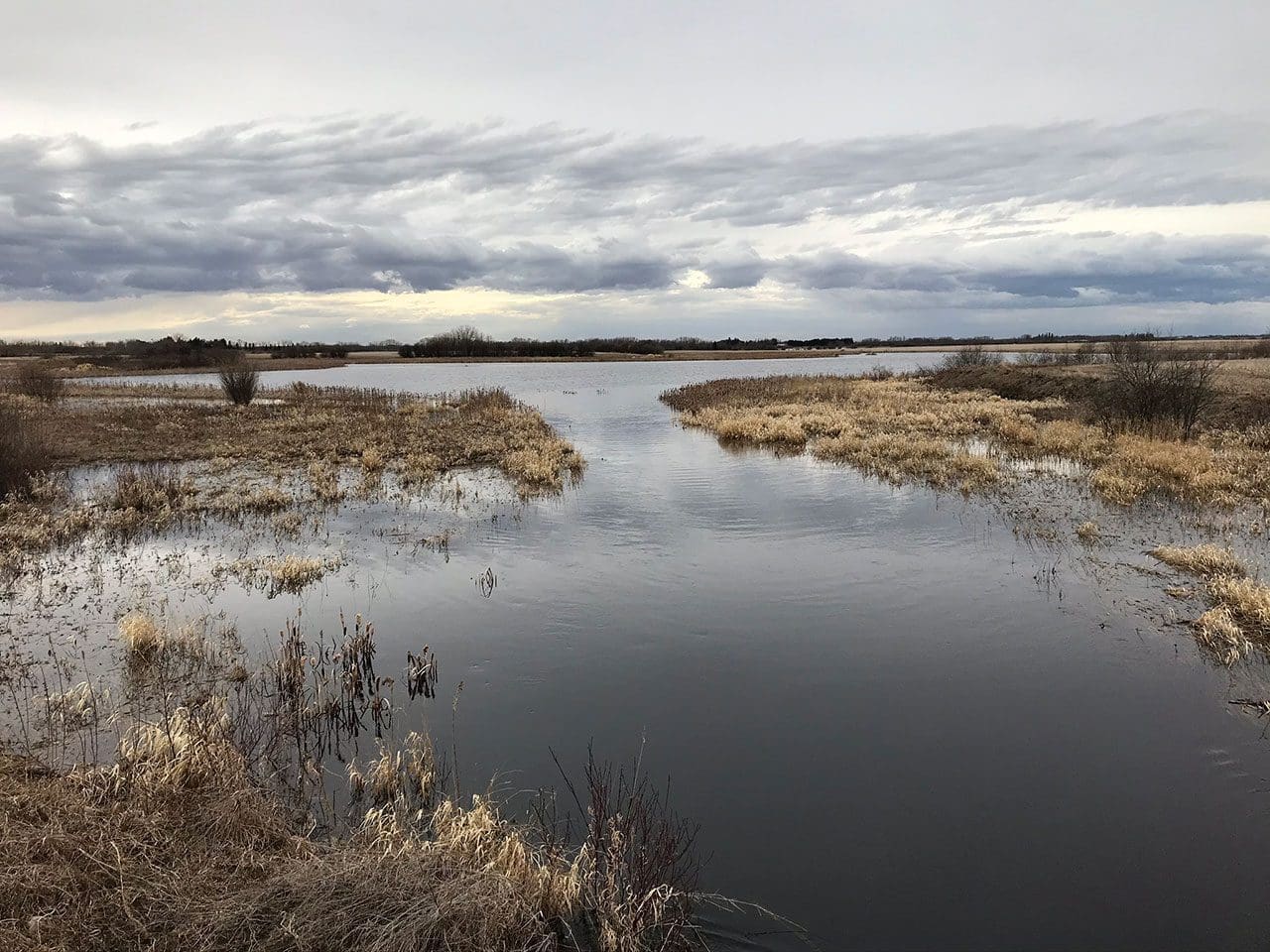 Parkland, Alberta wetland - Spring 2020