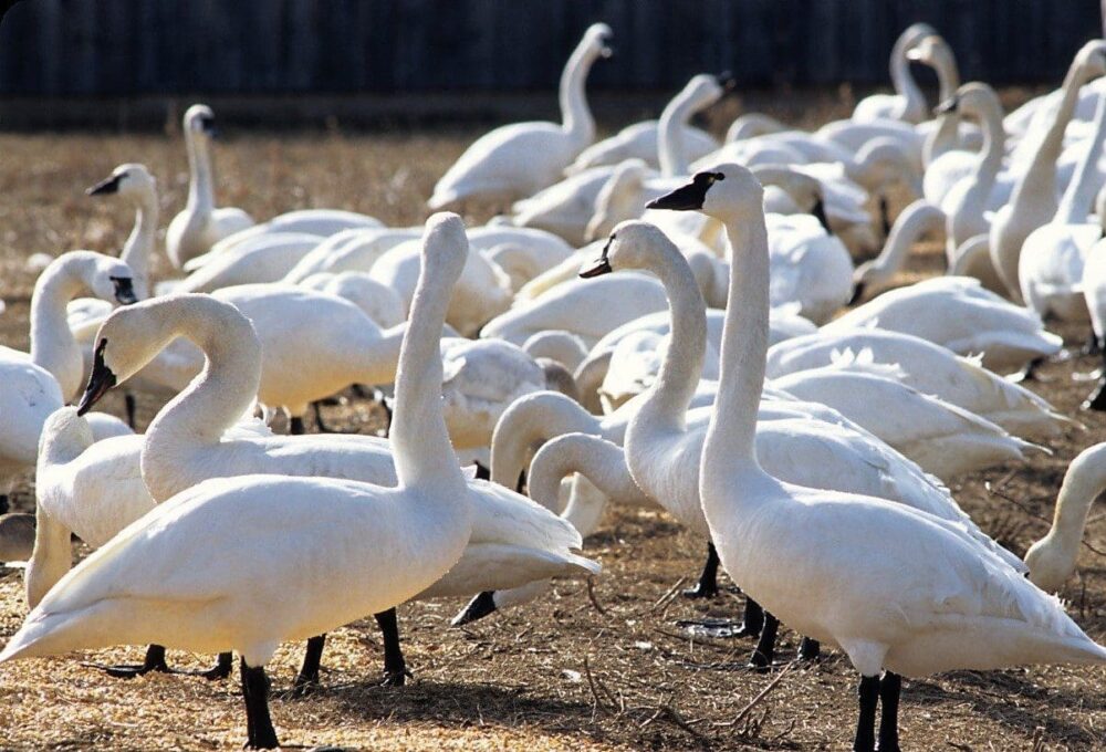 A world-class viewing area for tundra swans on their migration north in spring.