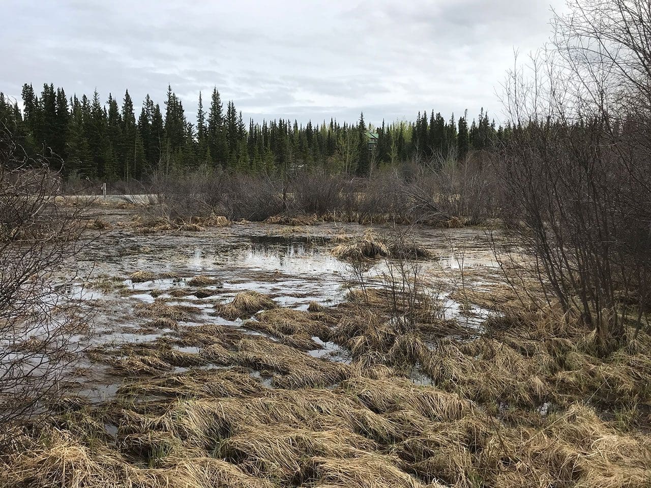 boreal wetland - Spring 2020