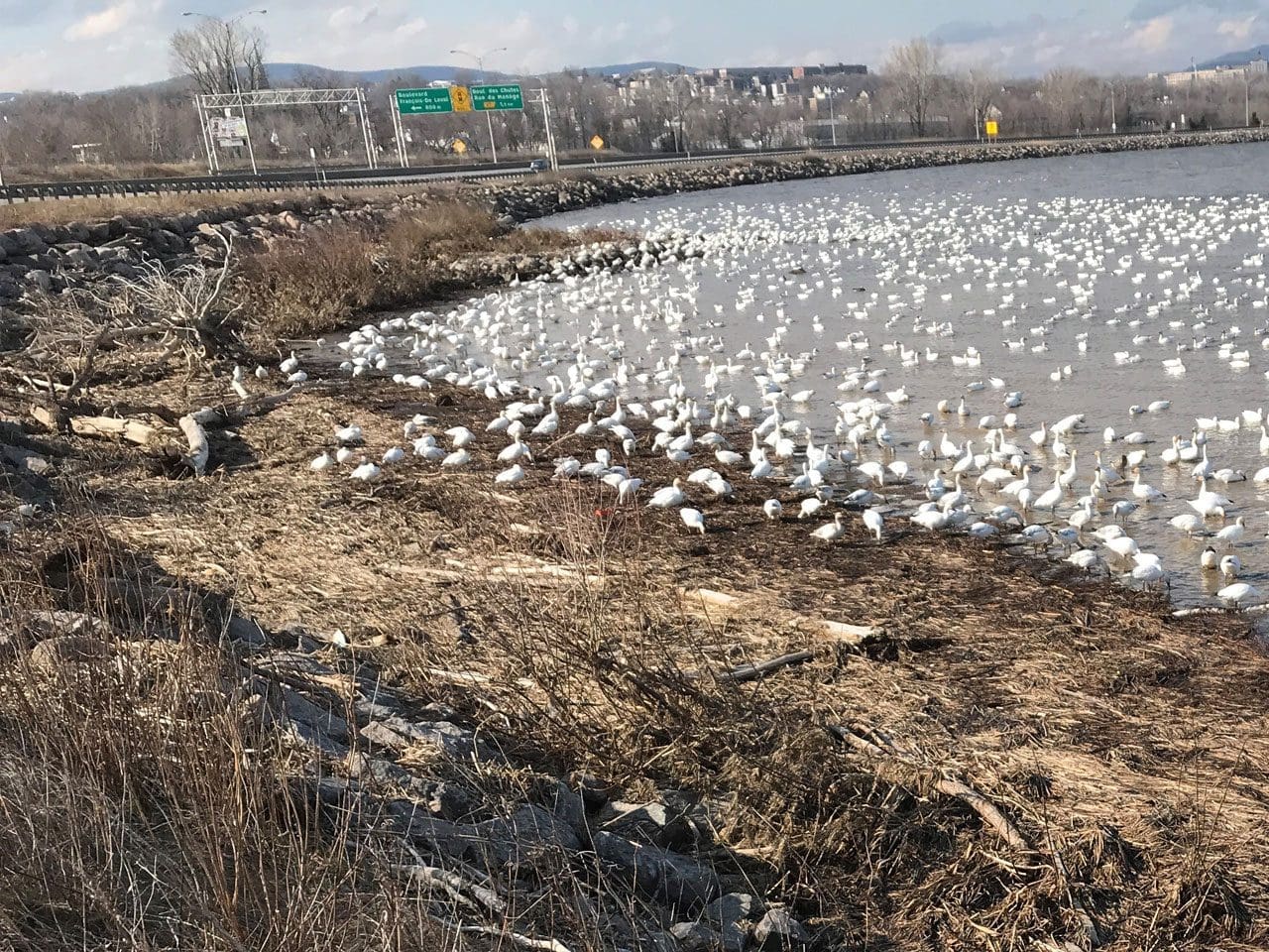 Waterfowl Habitat in Quebec, spring 2020