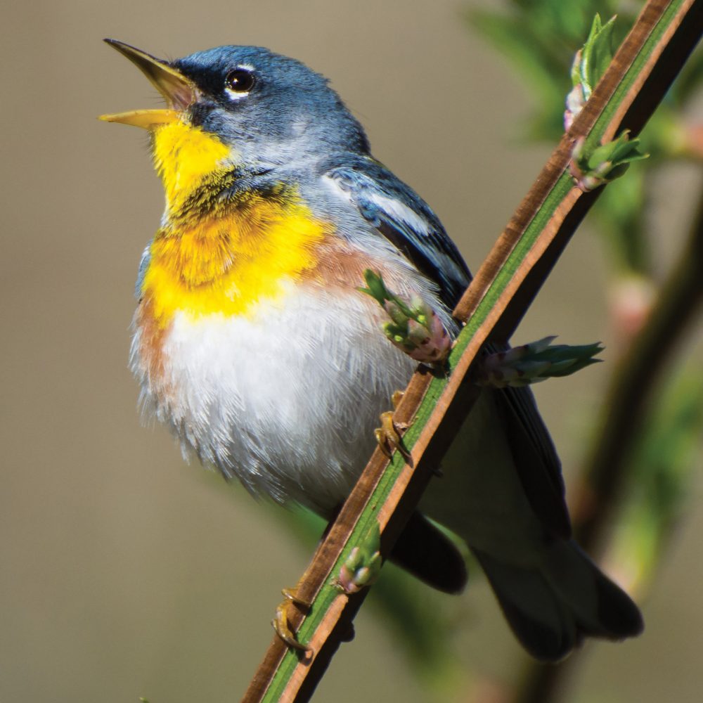 In a world that’s quieter, songbirds like the northern parula fill the void.