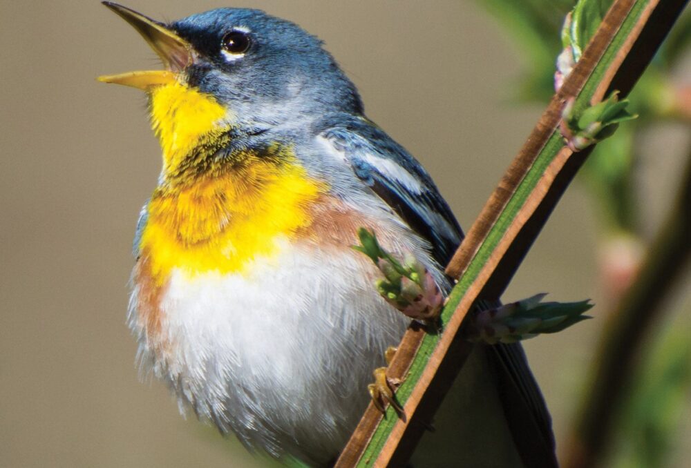 In a world that’s quieter, songbirds like the northern parula fill the void.