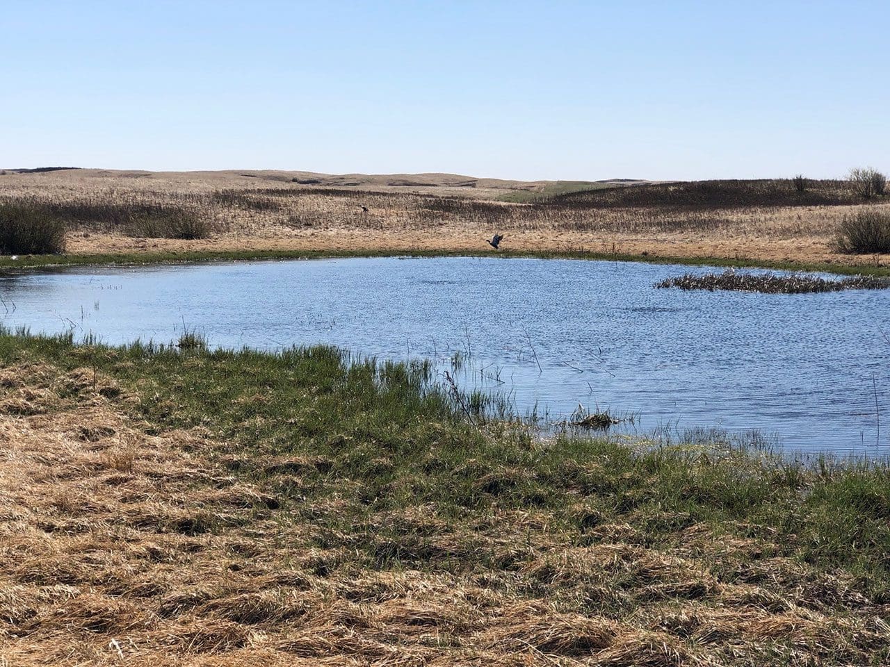 Southern Saskatchewan wetland, spring 2020