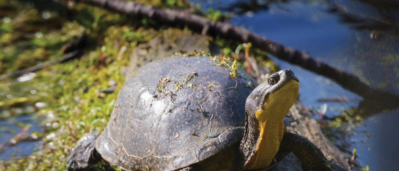 The Blanding’s turtle, known for its yellow neck and the smile-like curvature of its mouth, is an example of how humans and nature can diverge together for good.