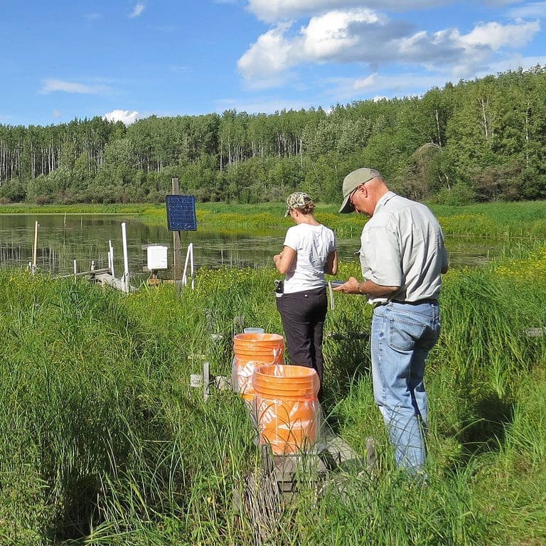 Ducks Scientists in the field