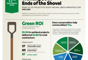 Wetland conservation: an investment in “green jobs”