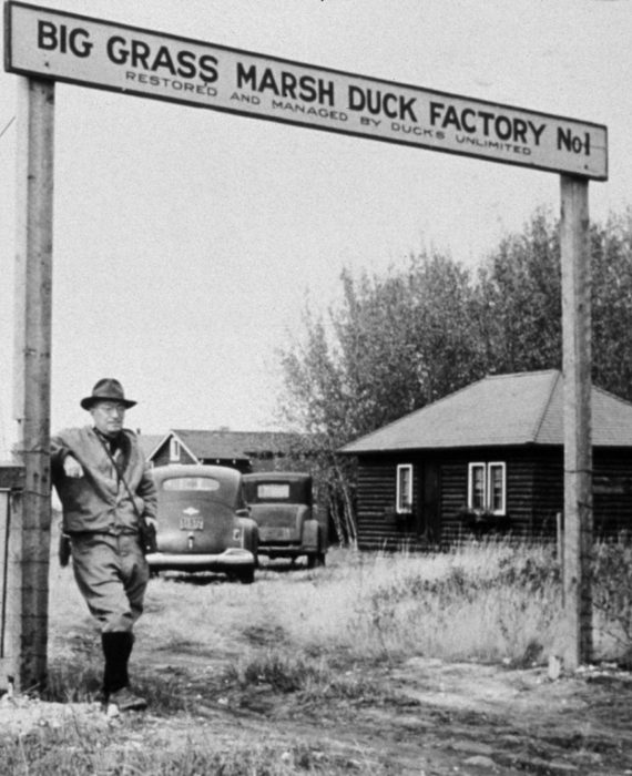 Big Grass Marsh in Manitoba is Ducks Unlimited Canada's first project built in 1938. It still supports waterfowl today.