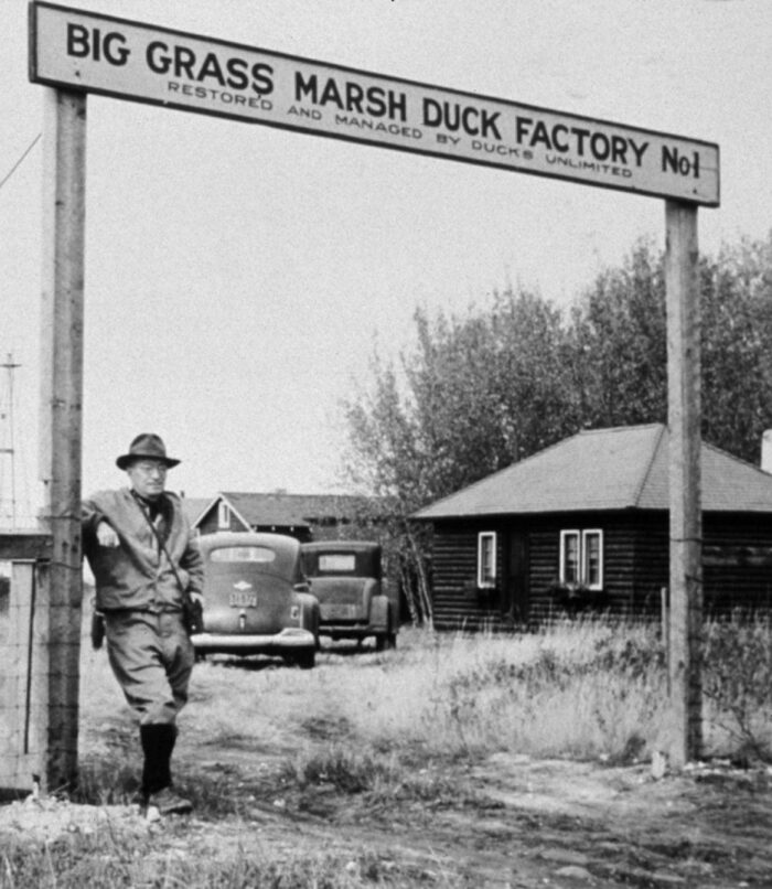 Big Grass Marsh, in Manitoba, is the site of DUC’s first wetland conservation project in Canada.