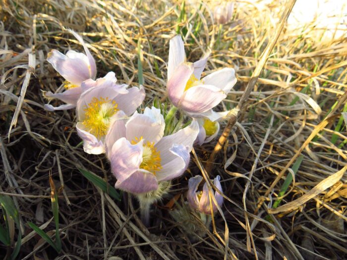 Crocus flower in field