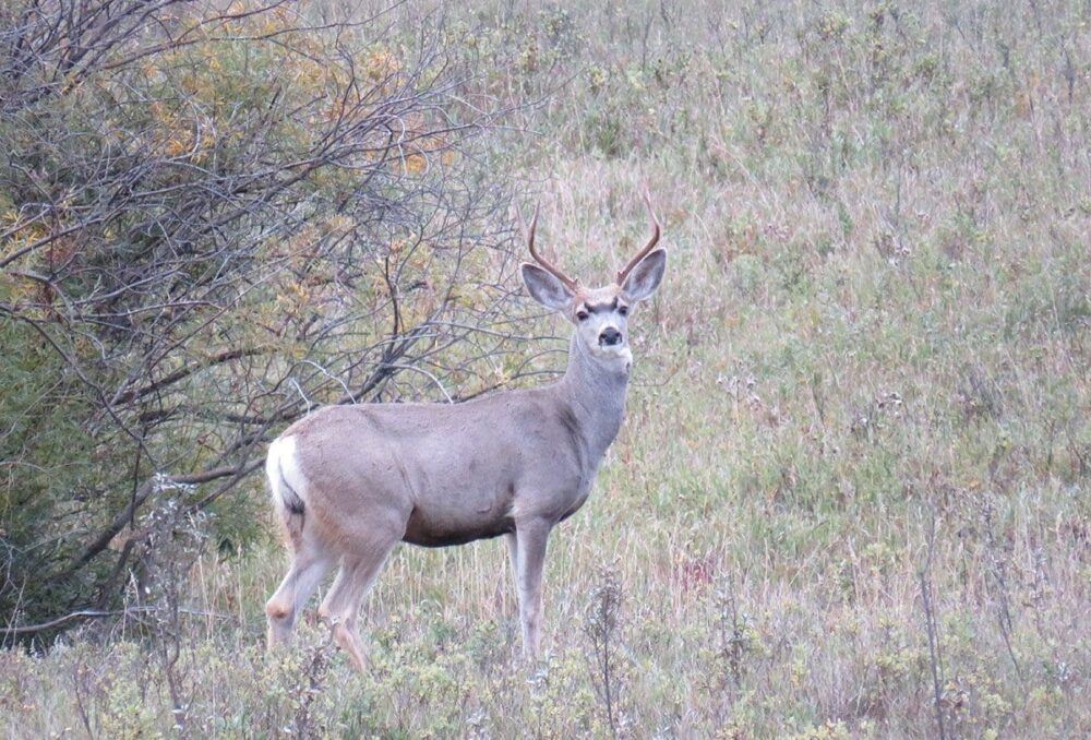 Mule deer buck