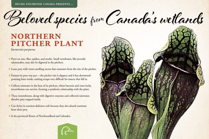Northern pitcher plant; scientific name: Sarracenia purpurea.