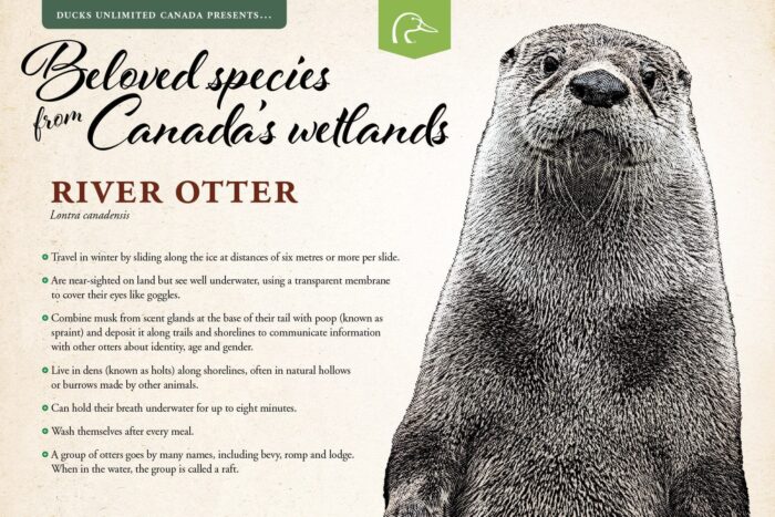 River otter; scientific name: Lontra canadensis.