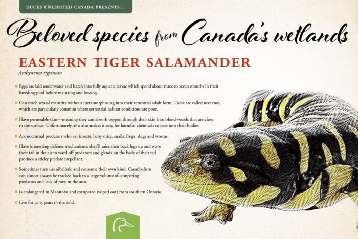Eastern tiger salamander; scientific name: Ambystoma tigrinum.