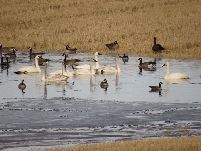 Waterfowl in the field