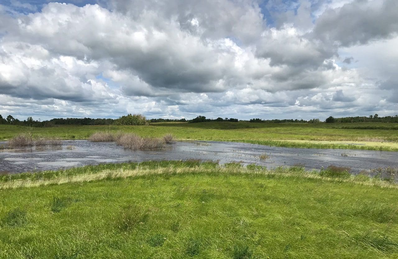 Alberta wetland - Summer 2020