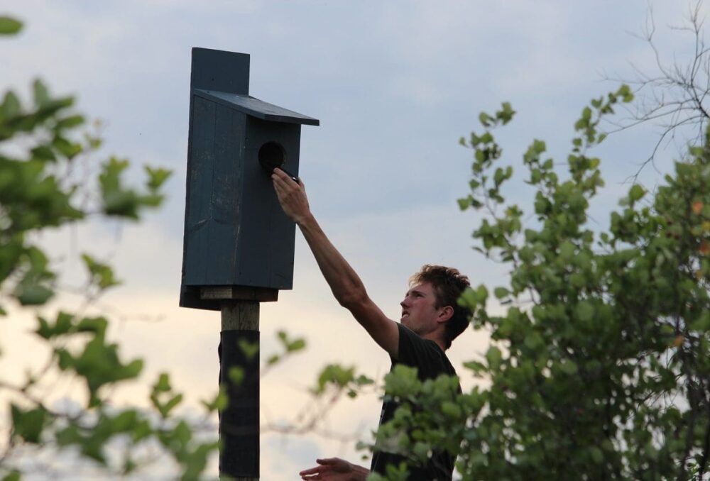 Evan Musgrove checks one of his wood duck nest boxes in Oakbank, Man. on June 14, 2020.