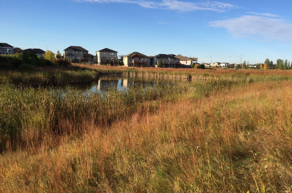 Image of naturalized pond with houses behind